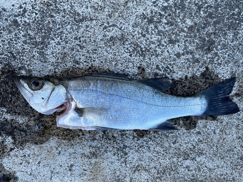 セイゴ（ヒラスズキ）の釣果