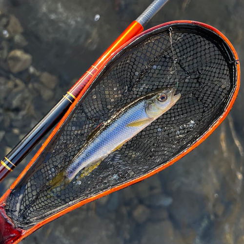 カワムツの釣果