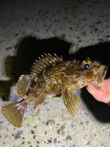 ガシラの釣果