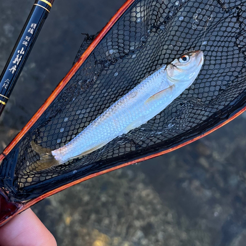 オイカワの釣果