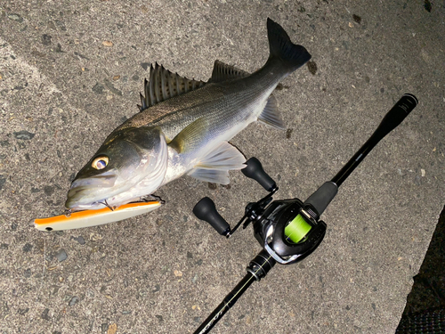 シーバスの釣果