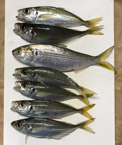 アジの釣果