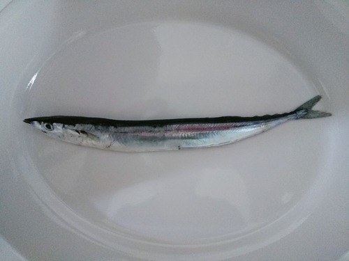 サンマの釣果