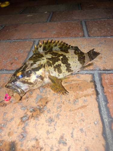 タケノコメバルの釣果