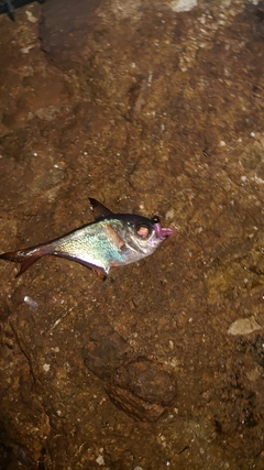 ハタンポの釣果