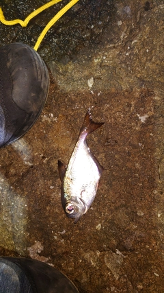 ハタンポの釣果