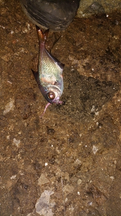 ハタンポの釣果