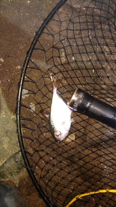 ハタンポの釣果