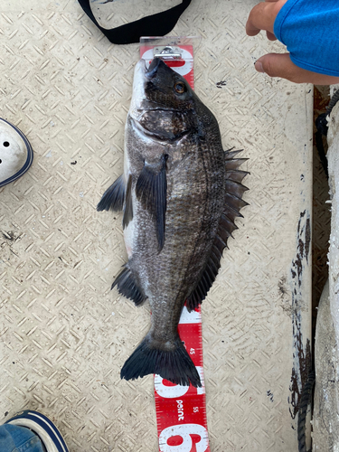 チヌの釣果