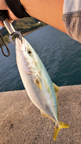 ヤズの釣果