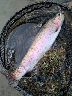 ニジマスの釣果