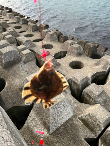 カレイの釣果