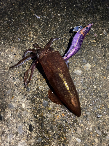 ヒイカの釣果