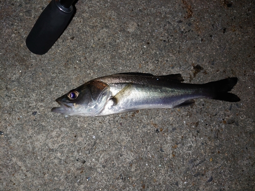 セイゴ（マルスズキ）の釣果