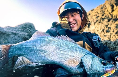 ヒラスズキの釣果