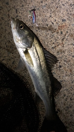 セイゴ（マルスズキ）の釣果