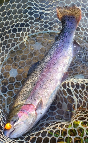 ニジマスの釣果