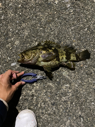 タケノコメバルの釣果