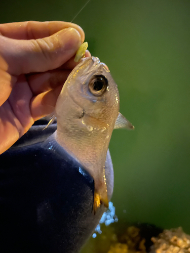 ハタンポの釣果