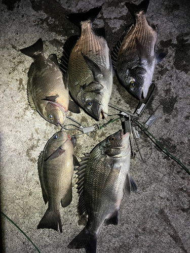 クロダイの釣果