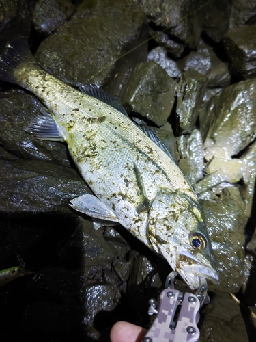 セイゴ（マルスズキ）の釣果