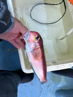 アマダイの釣果