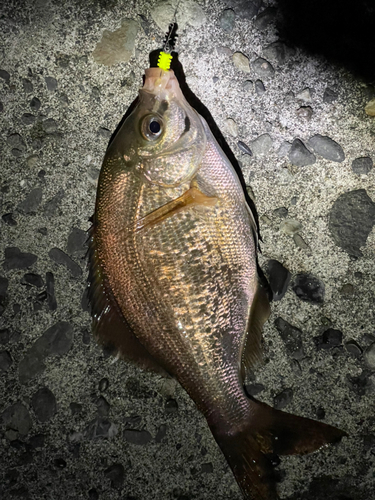 ウミタナゴの釣果