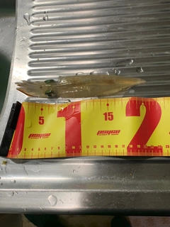 ヤリイカの釣果