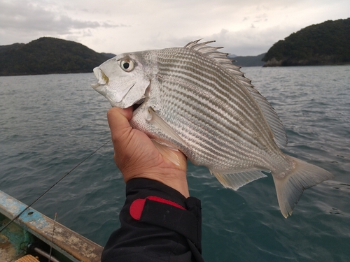 ヘダイの釣果