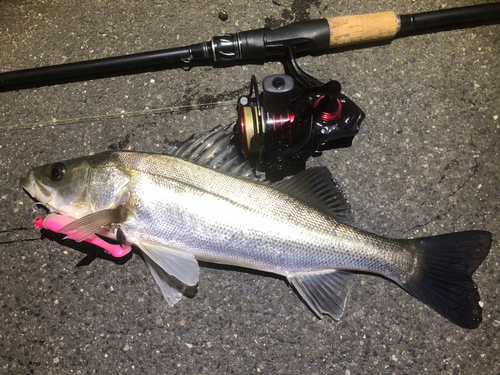 シーバスの釣果