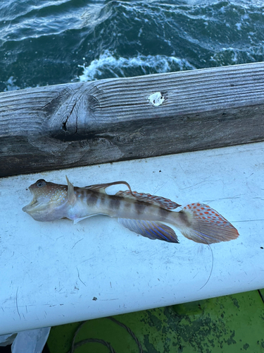 イトヒキハゼの釣果