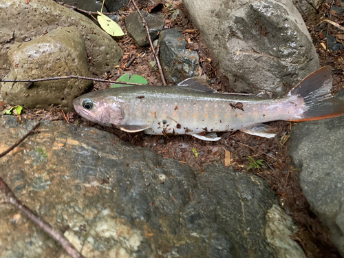 イワナの釣果