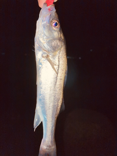 セイゴ（マルスズキ）の釣果