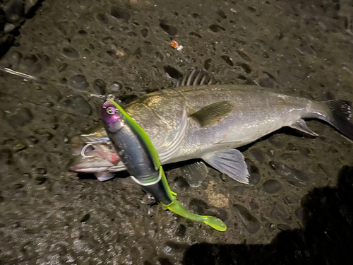 シーバスの釣果