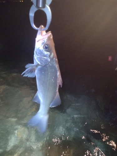 セイゴ（ヒラスズキ）の釣果