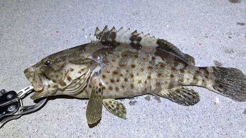 チャイロマルハタの釣果