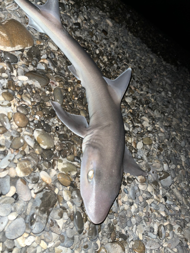 サメの釣果