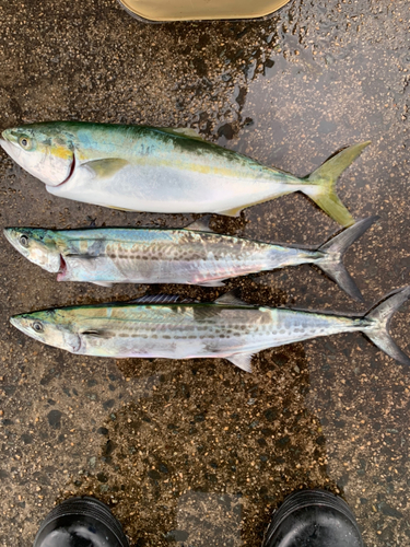 ハマチの釣果