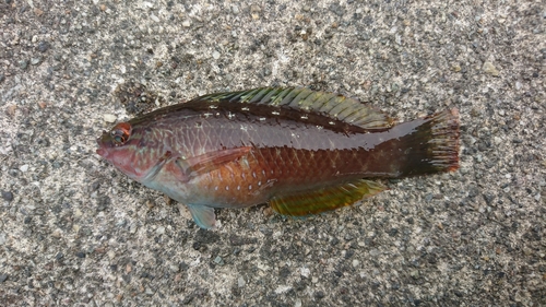 ホシササノハベラの釣果