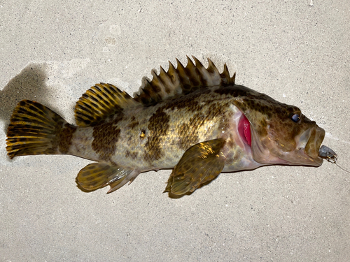 タケノコメバルの釣果