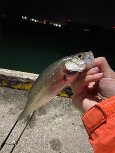 スズキの釣果