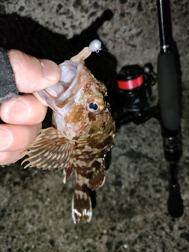 アラカブの釣果