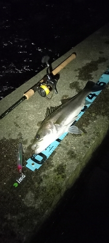 フッコ（マルスズキ）の釣果