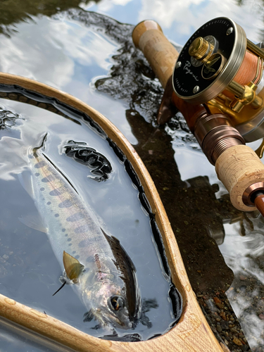 ヤマメの釣果