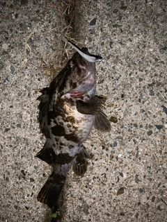 タケノコメバルの釣果