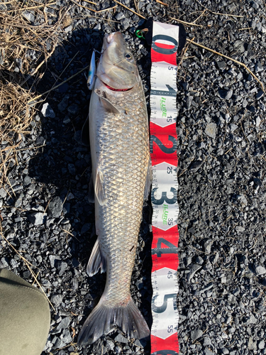 ニゴイの釣果