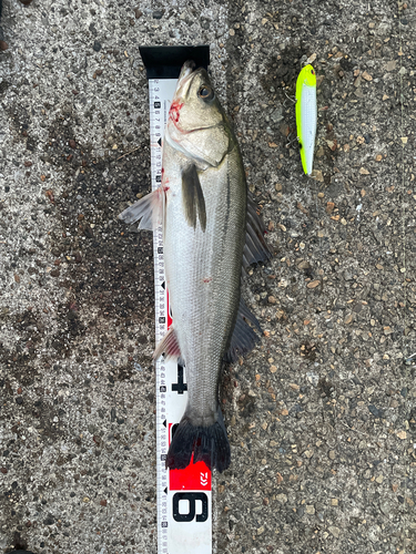 シーバスの釣果