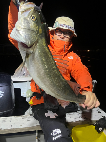 スズキの釣果