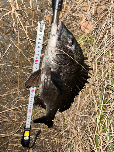 チヌの釣果