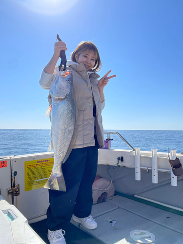 ニベの釣果